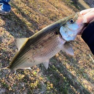 Meet your Posher, Robby